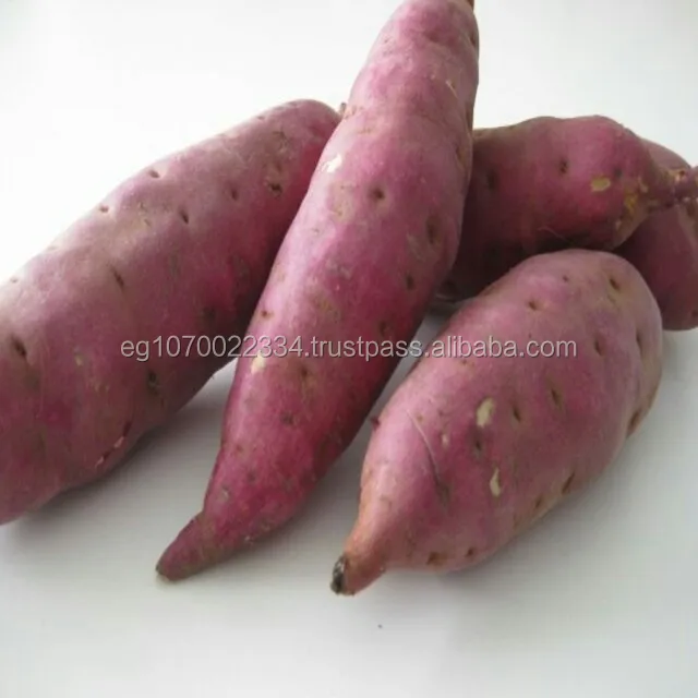 No. 1 Exporter Sweet Potato from Egypt