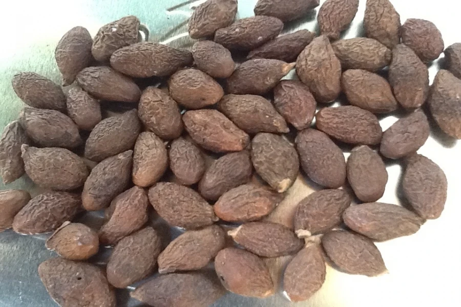 Sterculia lychnophora/орех мальвы Вьетнам/сушеный Мальва-Ms. Esther (WhatsApp: 84 963590549)