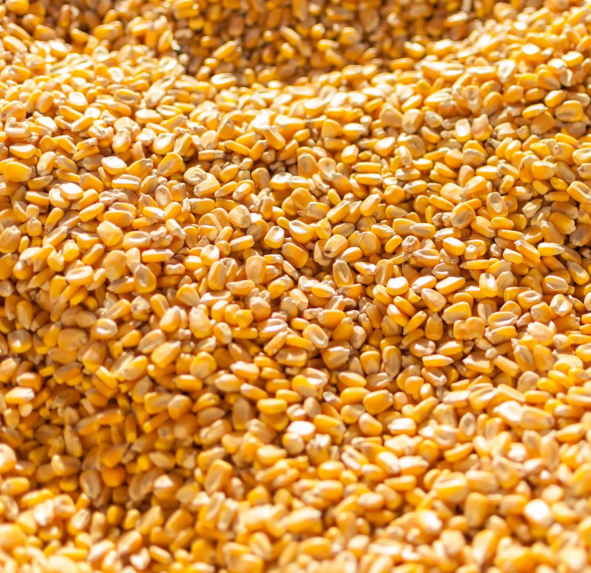 
Africa. Non GMO Yellow maize/corn / Dry White Maize For Bulk Export! 