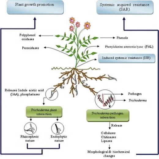 Trichoderma Harzianum Powder Probiotics for Plants Prevent Fungal and Soil Borne Diseases