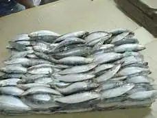 Fish Product type size 20-30pcs/kg whole round Frozen Sardine fish for market sale