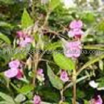 
BALSAM TOLU OIL 