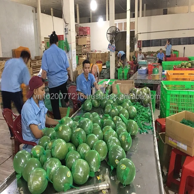Vietnam Fresh pomelo