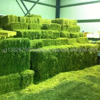 Non-GMO Alfafa Hay for Animal Feeding Alfalfa / Timothy Hay and Bermuda Hay for sale