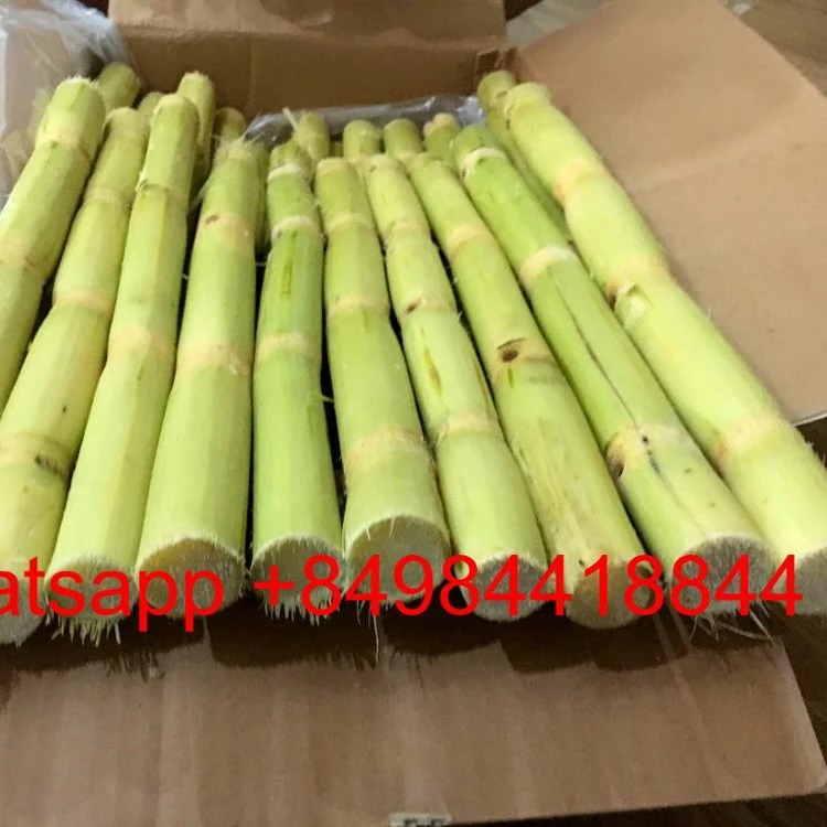 Frozen SUGARCANE FOR JUICE , contact  +84984418844  whatsapp