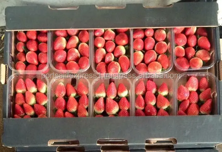 fresh strawberry price 2023