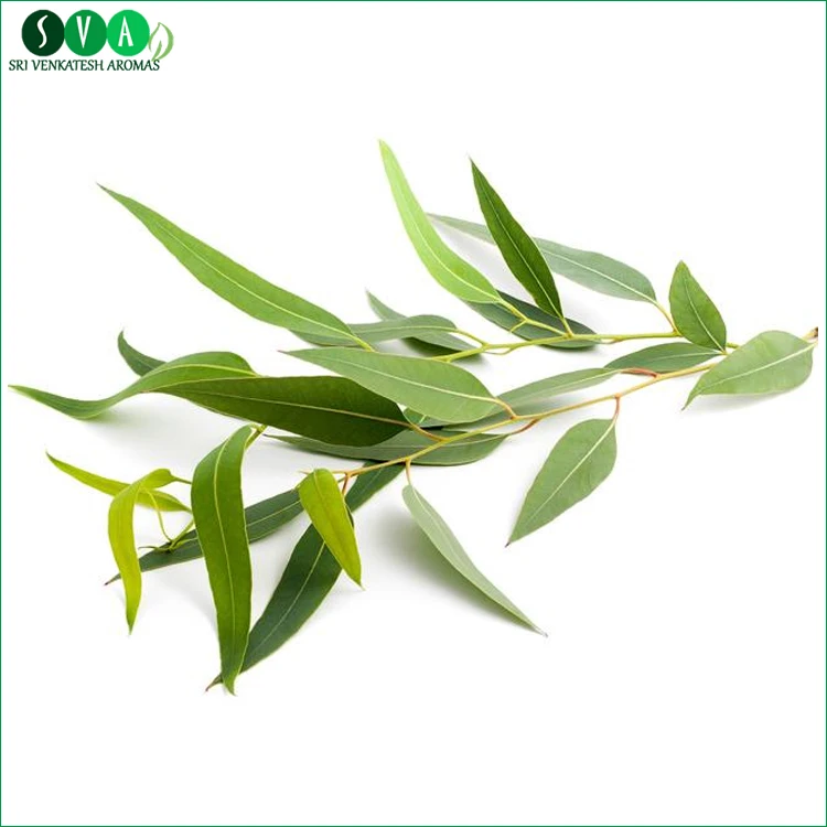 High Quality Pure Eucalyptus Essential Oil 99% at Bulk Price