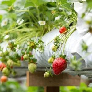 GALUKU Hydro Cs Hydroponics Plant Grow Bags