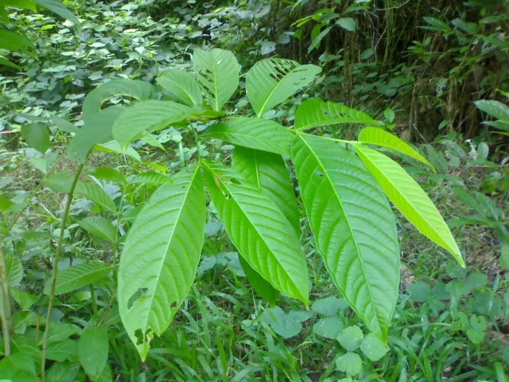 Banaba extract 1% Corosolic Acid  Crape Myrtle Crepe Myrtle Extrait de Banaba Lagerstroemia flos reginae