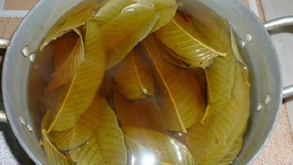 Гуава/сушеный лист, высушенный лист для заварника с чаем, чайный столикик, экстракт гуавы порошок/WHATSAPP + 84-845-639-639