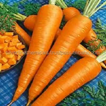 Wholesale Pure Carrot Seed Essential Oil