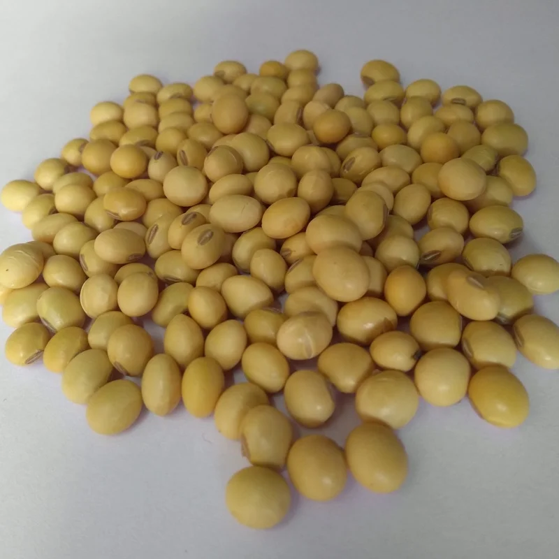 Купить соевые семена без ГМО/соевые зерна оптом