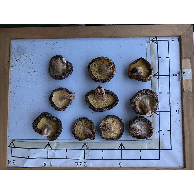 Japanese organic dried shiitake mushroom 1kg with small and mind size