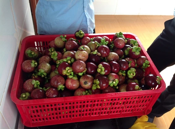 SUPER DELICIOUS FRESH MANGOSTEEN/BEST FOR IMPORTERS/Whatsapp: +84 845 639 639