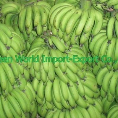 VIETNAMESE GREEN CAVENDISH BANANA WITH CHEAP PRICE