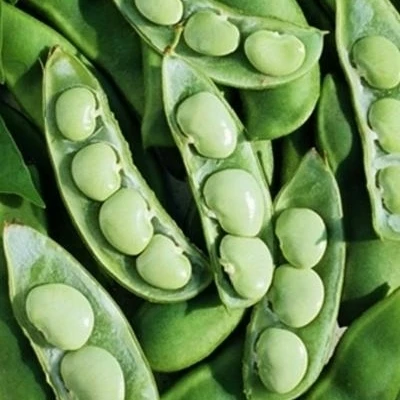 
High quality Lima Beans for sale 