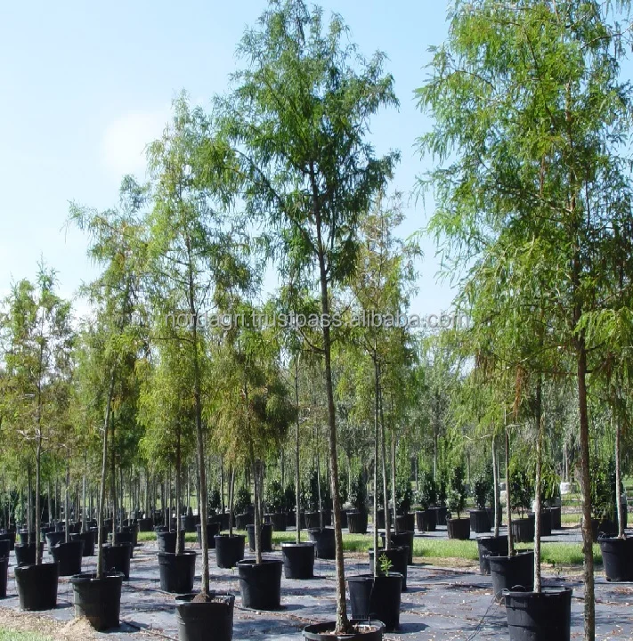 
Peat moss Container Substrate 