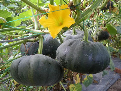 Pumpkin/ Cucurbita moschata for good and beautiful Skin 2022
