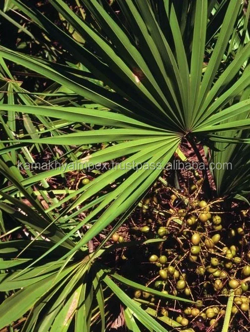 Пальметто травы, эфирные масла distiller