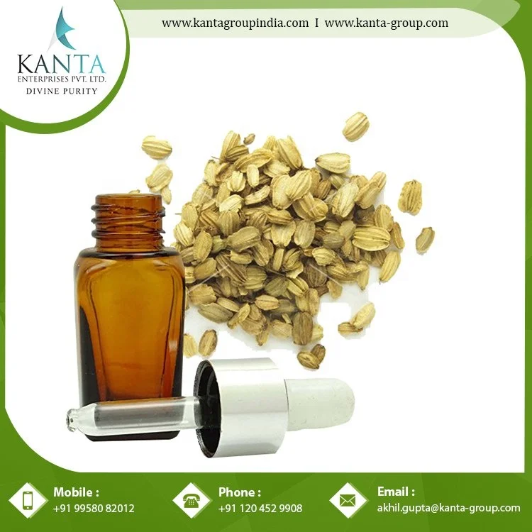 Pure Organic Angelica Essential Oil  helps in Protecting the Liver Available at Best Price in India