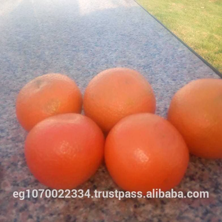 mandarin orange fruit for Oman  market  speed shipping