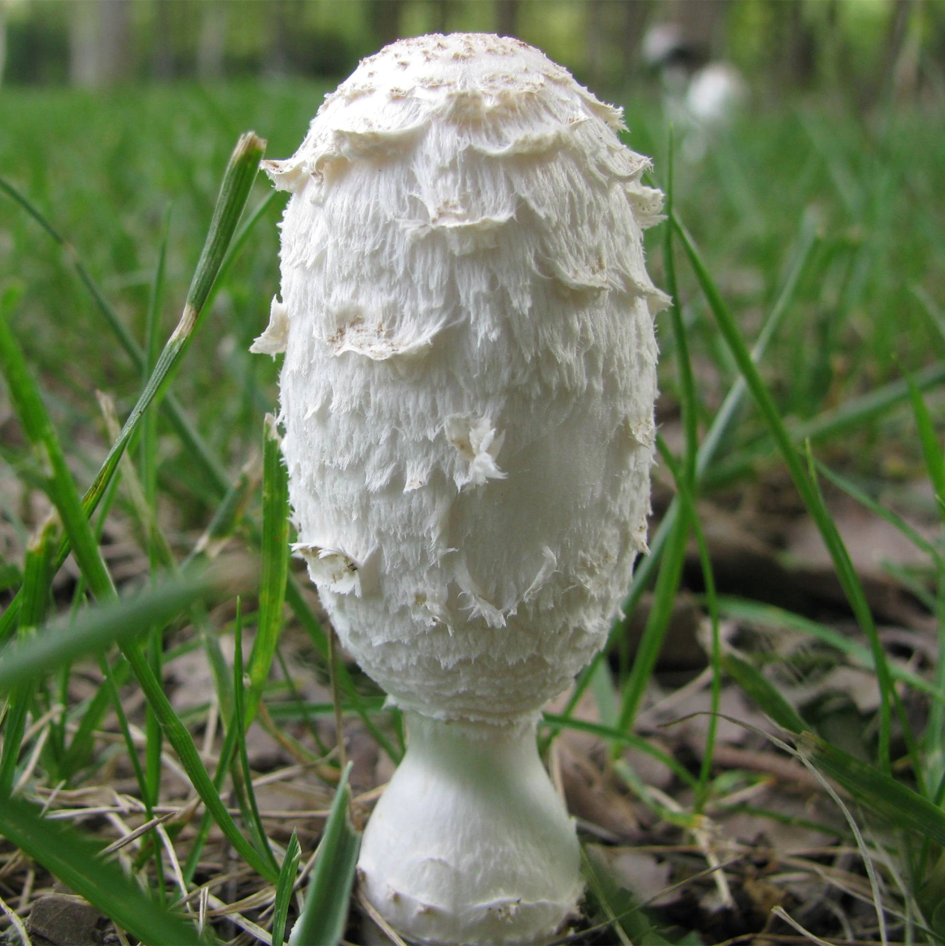 Экстракт coprinus comatus, экстракт ворсистых грибов 10%-50% Полисахариды