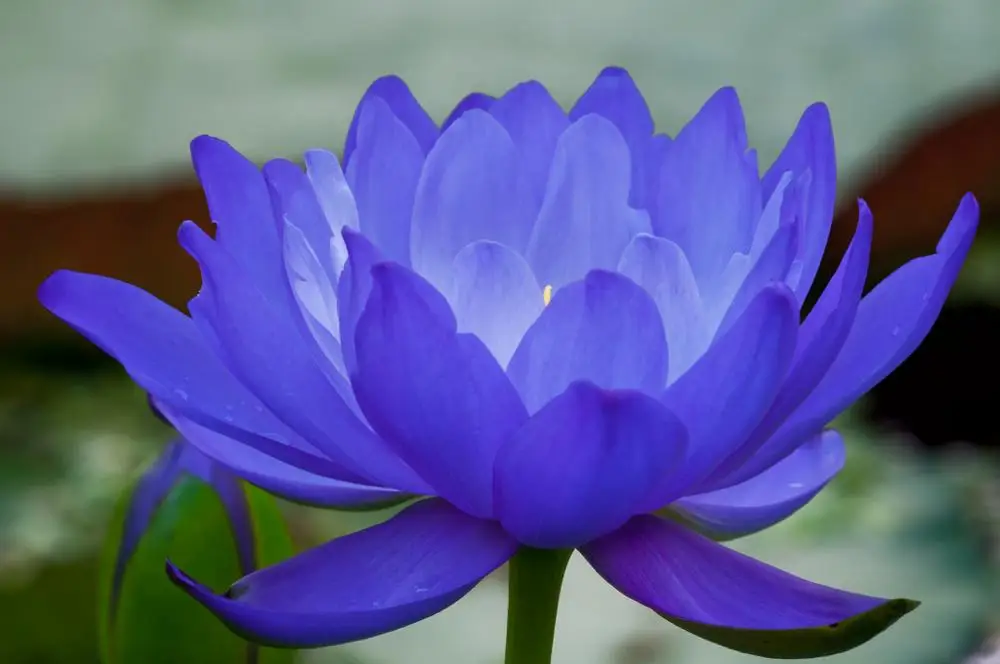Blue Lotus Absolute Oil Aroma Oil