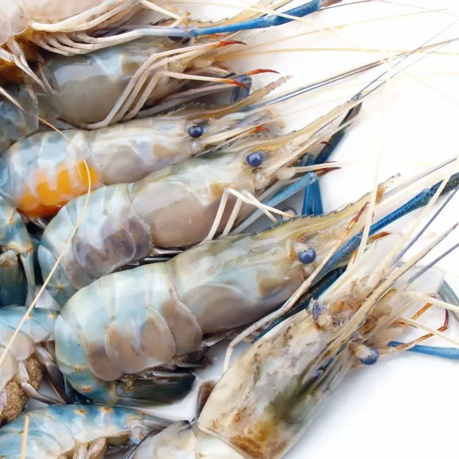 Shrimp feed to harden the shell (Penaeus vannawei, mantis shrimp)probiotics for shrimp