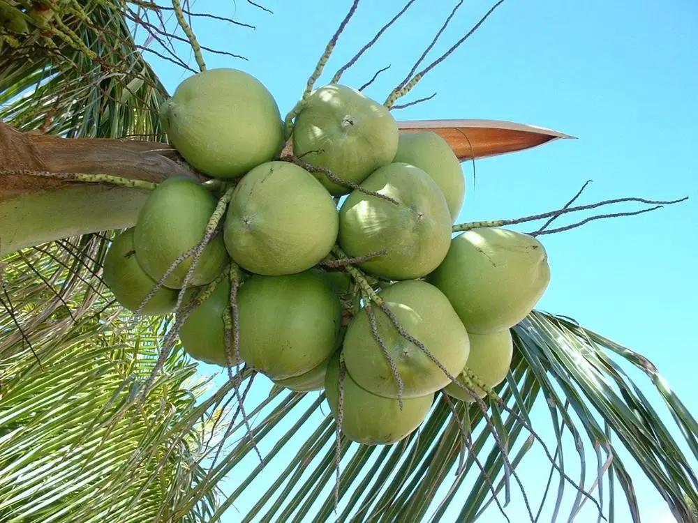GREEN COCONUT hight quality Whatsapp +84-845-639-639