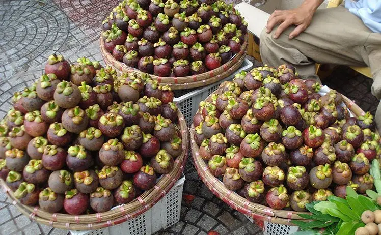 
OGRANIC MANGOSTEEN FRUIT/FRESH DELICIOUS IN VIET NAM 2020/Whatsapp +84 845 639 639 
