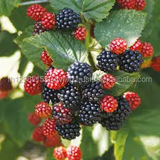 Grade a Fresh Strawberries, Raspberries, Elderberries, Cranberries, Blueberries, Blackberries, Blackcurrant,