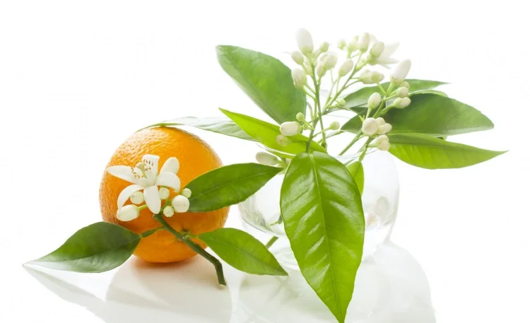 Neroli (Orange Blossom) Natural and Pure  Hydrosol Floral Water at reasonable price