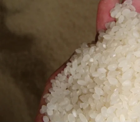 
 JAPONICA/Суши рис-whatsapp (+ 84)395659019/mobi  