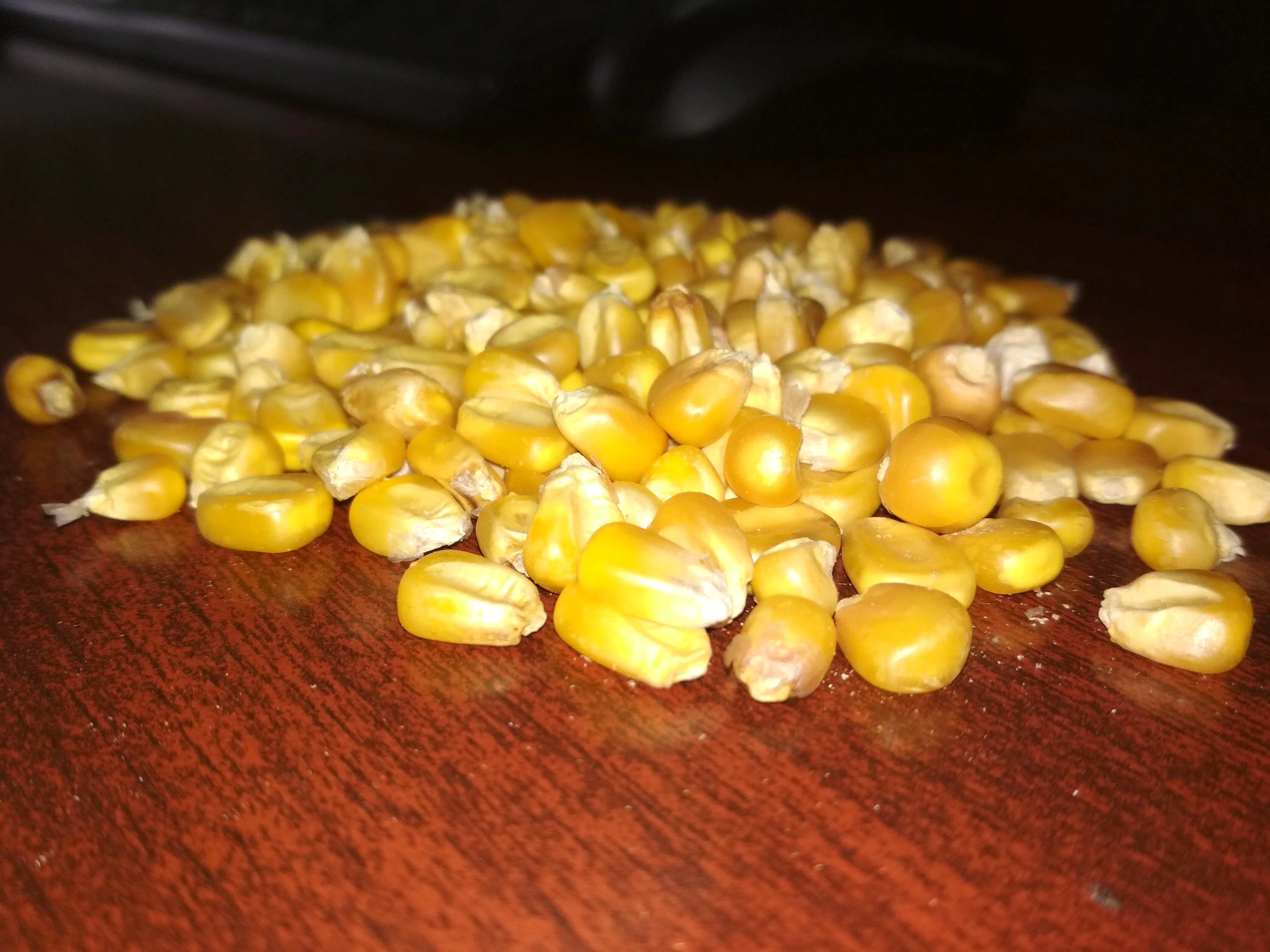 Yellow Maize For Animal Feed
