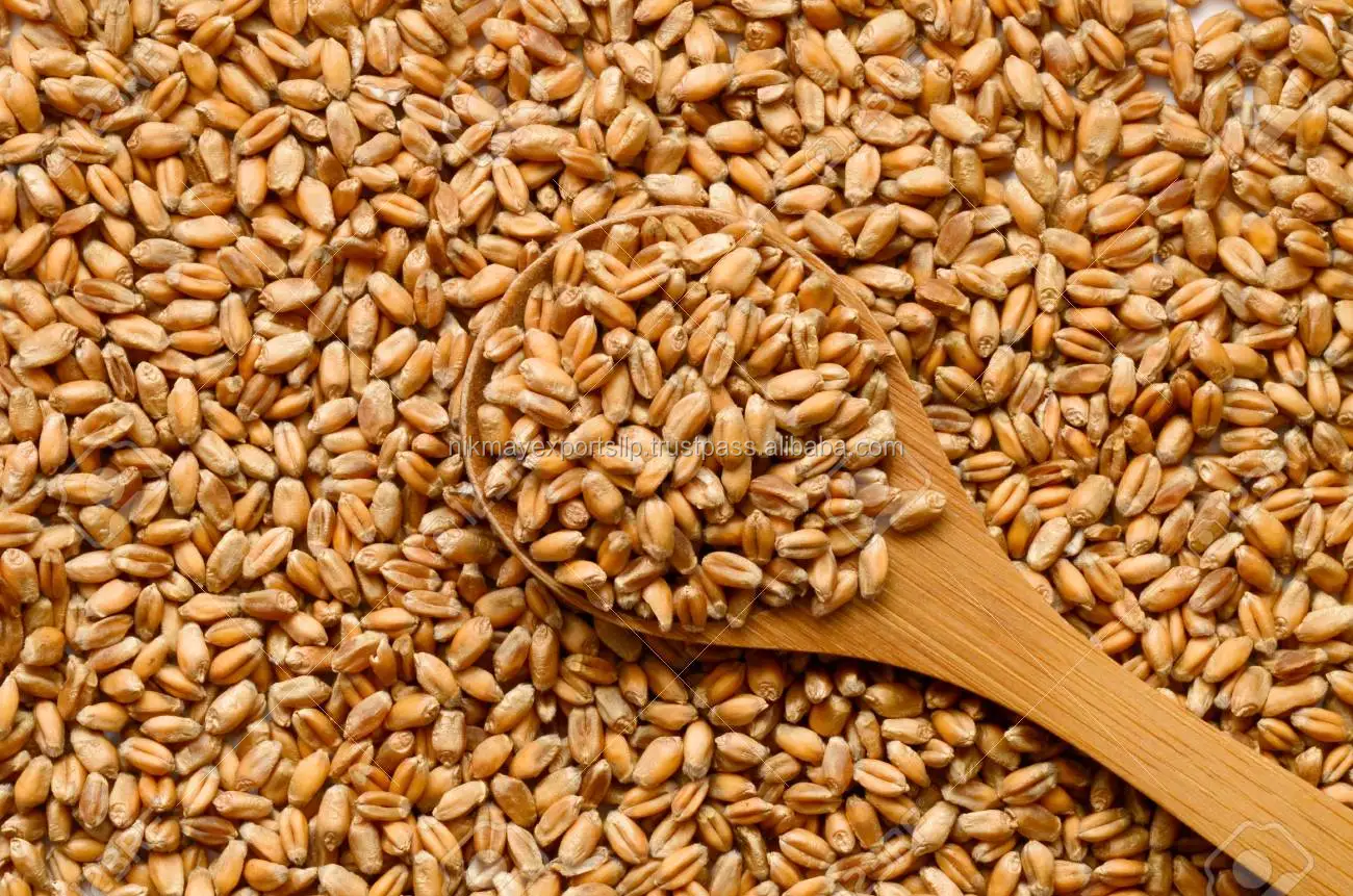 
GOLDEN WHEAT GRAINS ORIGIN INDIA FROM NIK-MAY EXPORTS 
