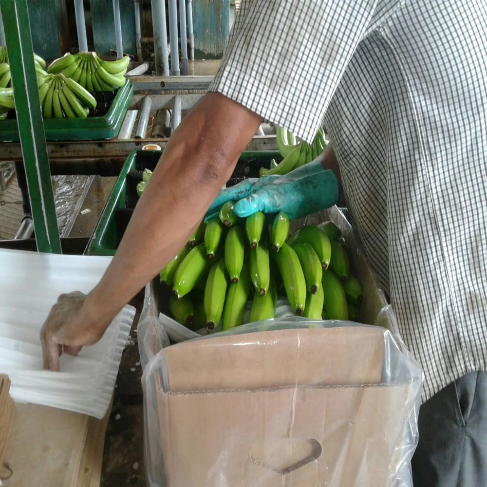PREMIUM Ecuadorian Bananas