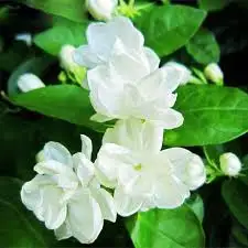 Top Grade GMP Certified 100% Pure and Natural Jasmine Essential Oil