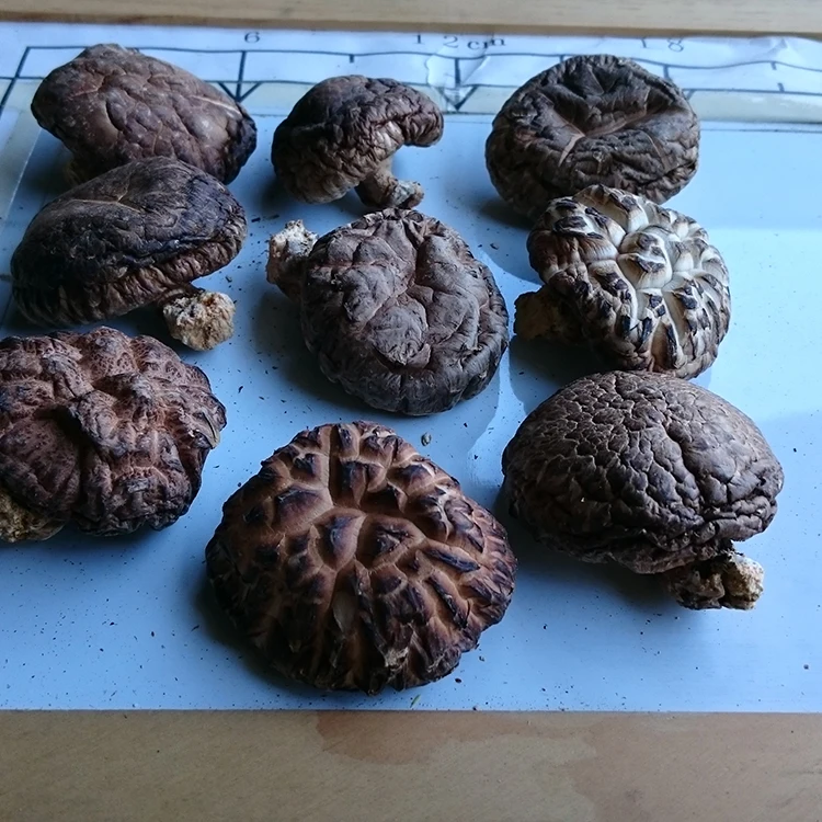 
Japan Oita dried food Brown fresh bulk dried shiitake mushrooms sale 
