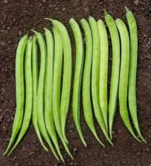 
EXPORTER OF INDIAN GUVAR FOR Iran (Islamic Republic of) 