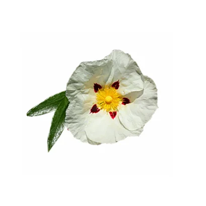 Available 100% Natural Online Labdanum Essential Oil in Bulk Quantity for Export to International Market