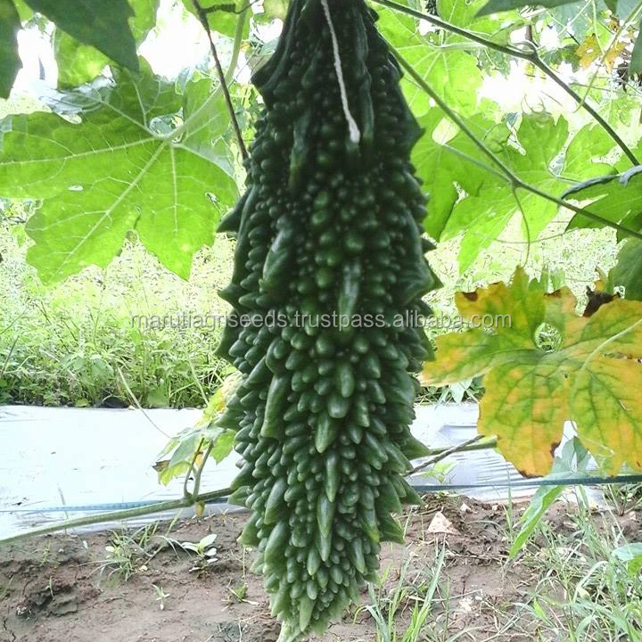 
BITTERGOURD SEED MARUTI ABHISHEK F1 HY (VEGETABLE SEED) 