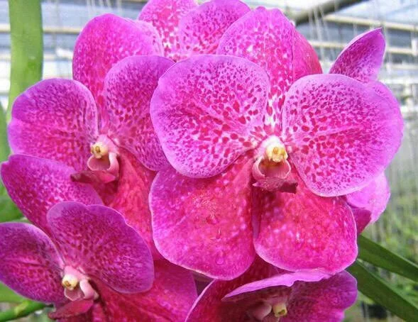 VANDA SEEDLING vanda pat delight