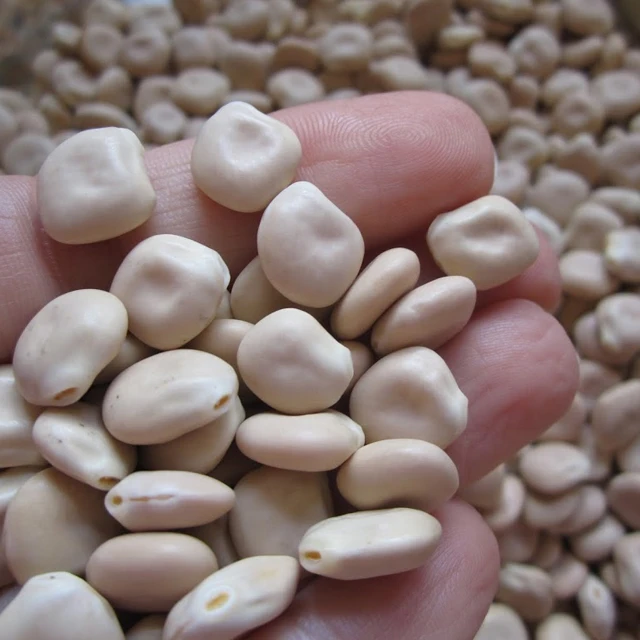  Бобы Lupins по низкой цене для продажи из