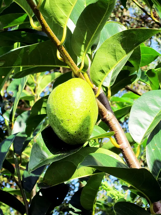 Аннона глабра-пруд яблоко в 2020