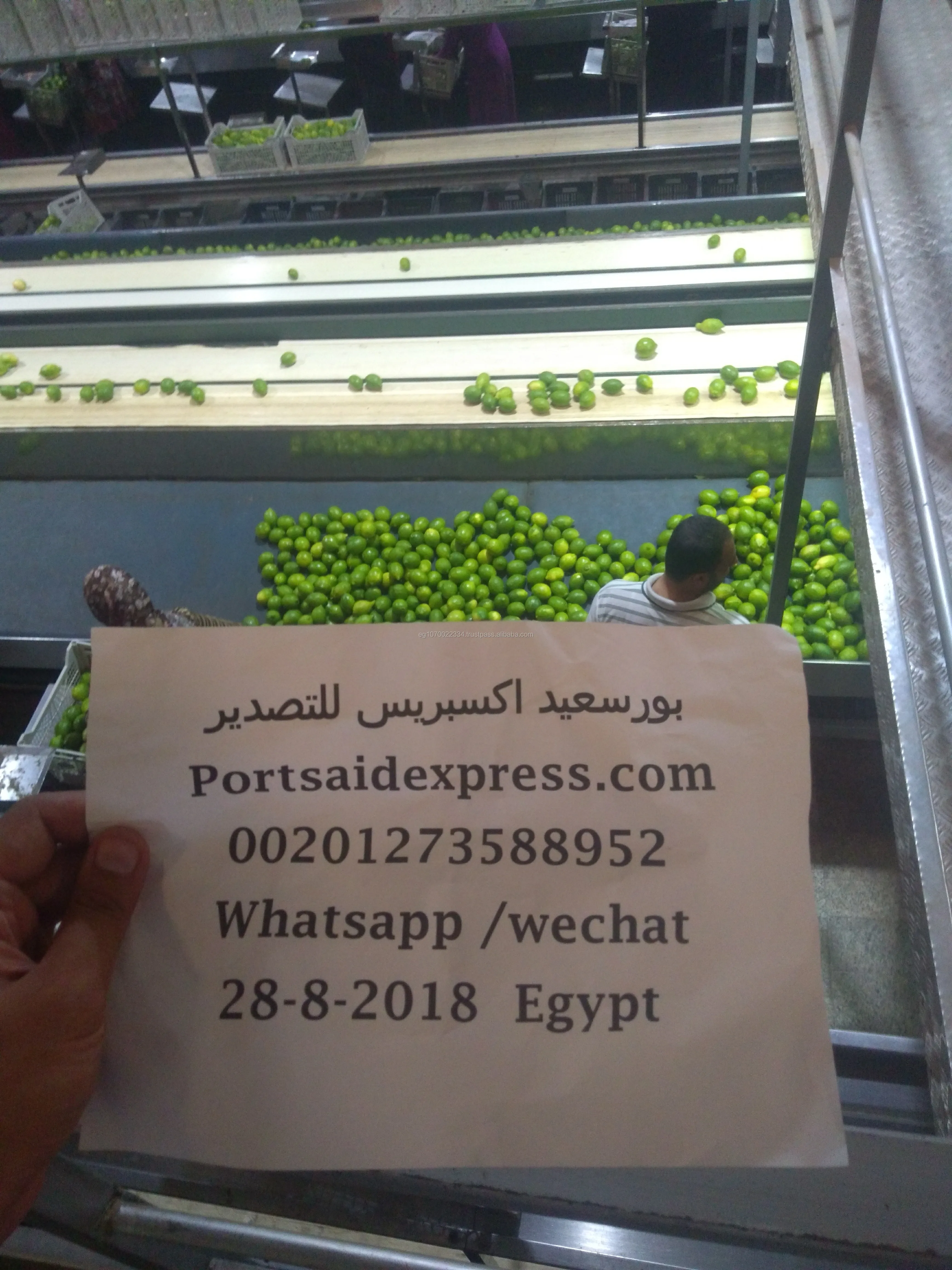 Fresh seedless lime to Thailand