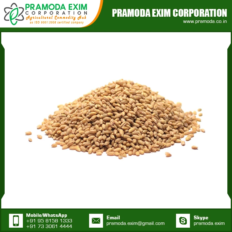 Dried Wheat Flour at Lowest Price