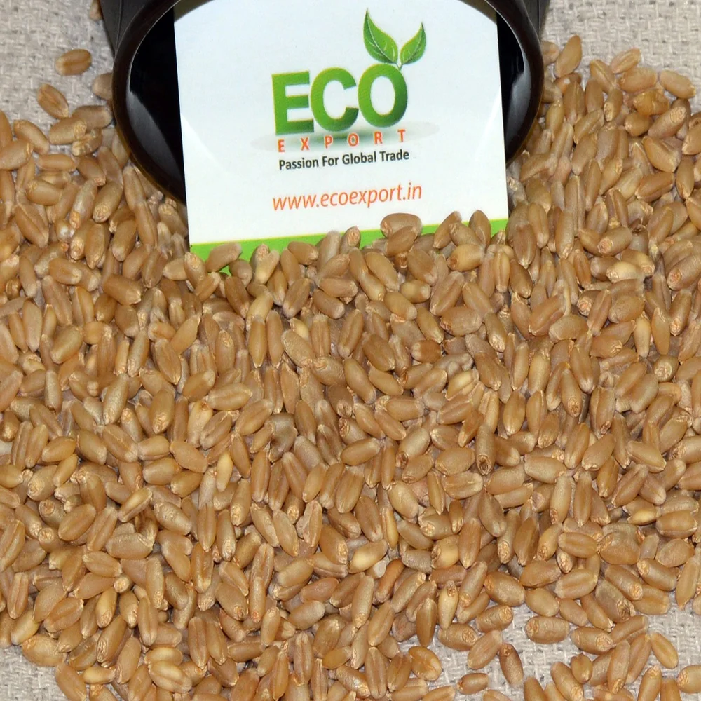 Зерно пшеницы для корма животных и людей