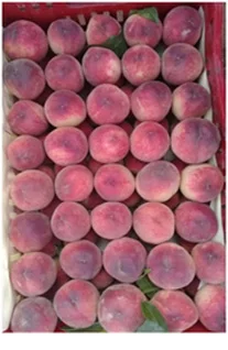 Fresh Peaches of Tunisia