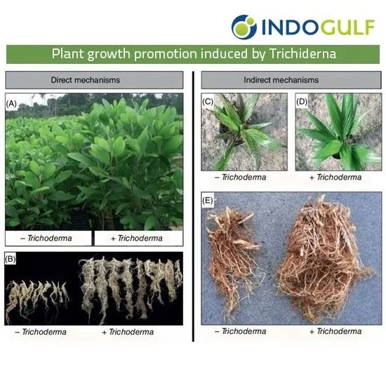 Trichoderma Harzianum Powder Probiotics for Plants Prevent Fungal and Soil Borne Diseases