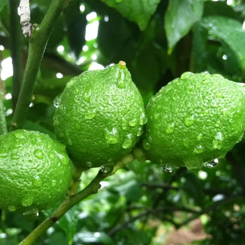 
Лимоновое фруктовое дерево с высокой производительностью, Лидер продаж, саженцы сладкого и кислого лимона 